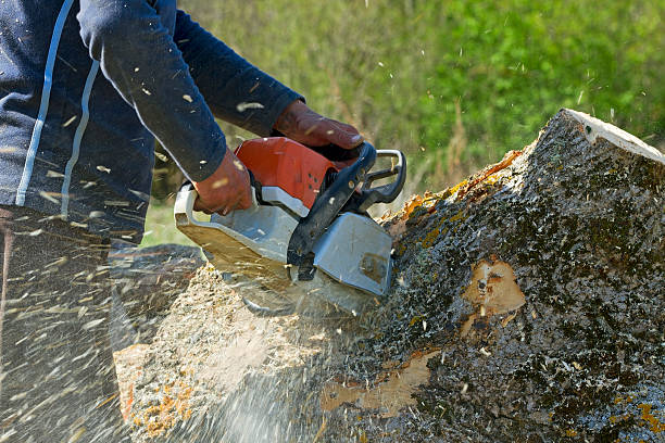 Professional Tree Service in Grafton, WI